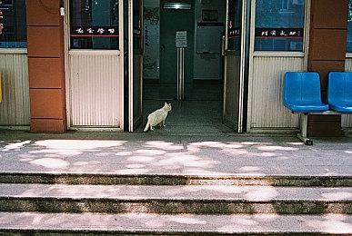 《瘟疫传说：安魂曲》中文实机概览预告片